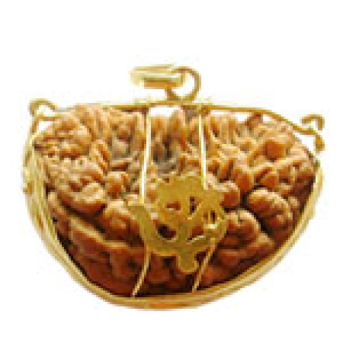 One face rudraksha